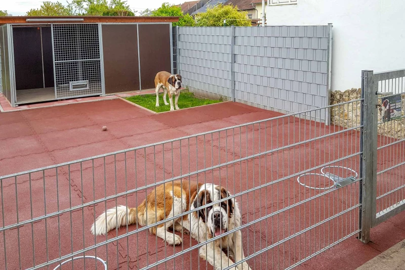 A spacious, weatherproof kennel for St. Bernard dogs is complemented by a generous run lined with elastic rubber granulate floor tiles. A clean and natural environment for the dogs.