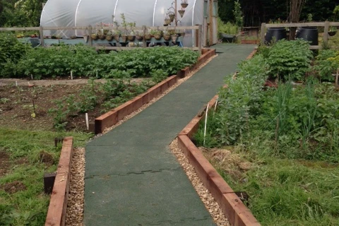 Green path through nursery leading to greenhouse. Warco paving slabs in green lined with beds of green plants.
